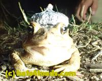 /home//u458753944/public_html/sourcegallery////Roxborough Toad Detour/2013-2019/2016/2016-04-22/P4220104.JPG
